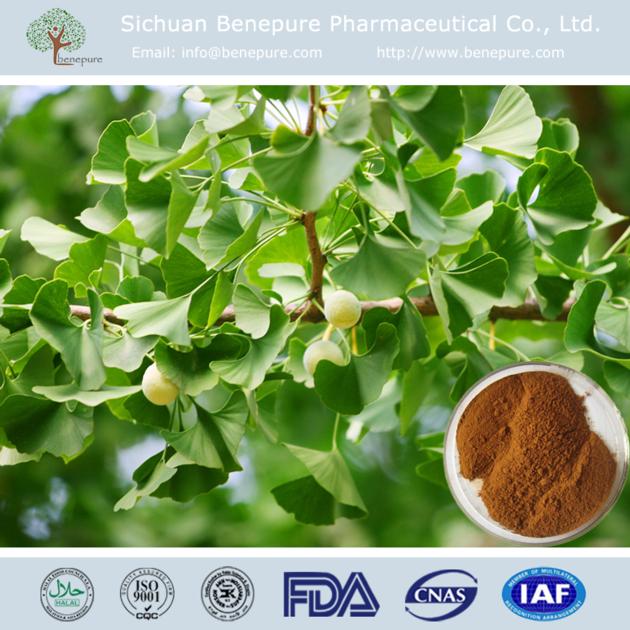 Ginkgo Biloba Extract