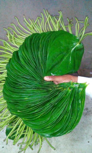 BETEL LEAVES MITHA (KHARI)