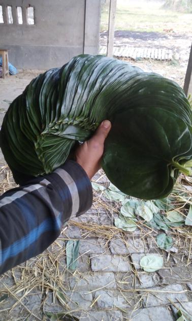BETEL LEAVES MITHA KHARI