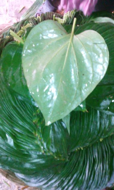 BETEL LEAVES MITHA (PALI)