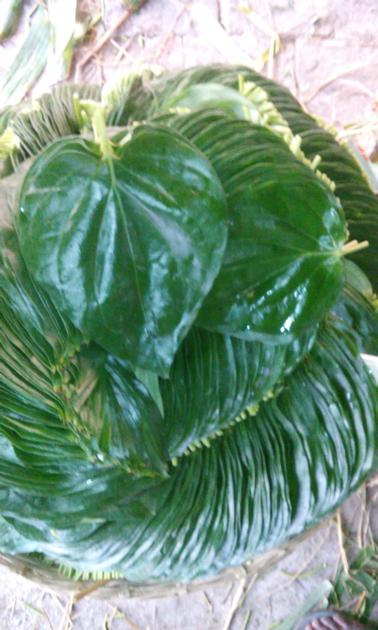 BETEL LEAVES MITHA PALI