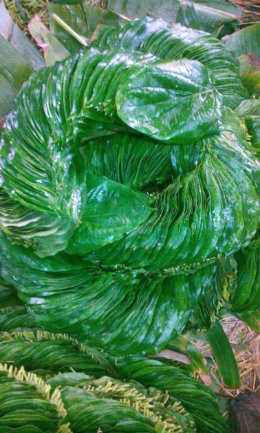 BETEL LEAVES MITHA PALI
