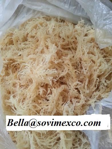 Dried E.Cottonii/Spinosum Seaweed for Carrageenan