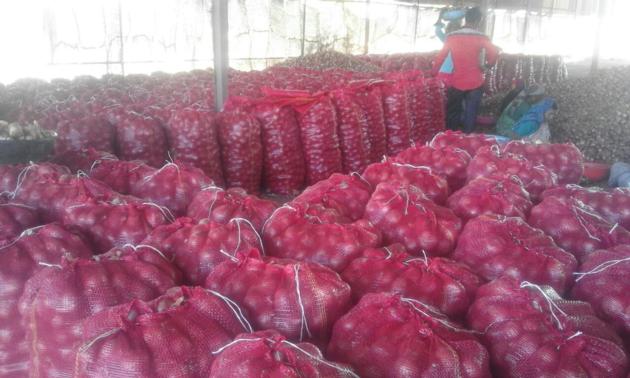 Onion