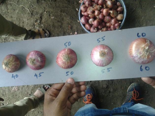 Onion