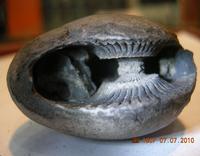 Purna Chakra Shaligram