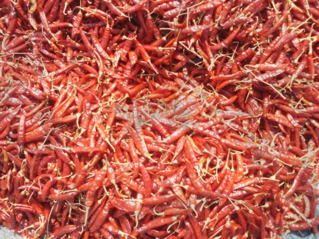 Red Chilli
