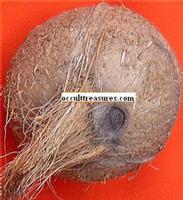 One Eye coconut