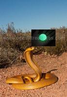 Naga Mani-cobra pearl-Naga Ratna-Serpent Stone-Geliga