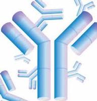 Monoclonal Antibody