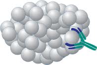 Polyclonal Antibody