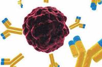 Small molecular antigen conjugation