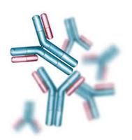 Custom peptide design and synthesis