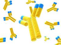 Polyclonal Antibody Development Service