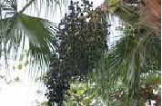 Acai Berry Extract