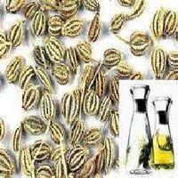 Ajwain Oil