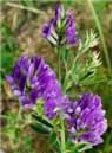 Alfalfa Extract