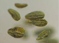 Aniseed Oil