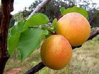 Apricot Oil