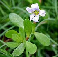 Bacopa Monnieri