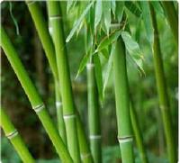 Bamboo Extract