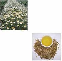 Chamomile Chinese Extract