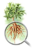 Coleus forshkoli