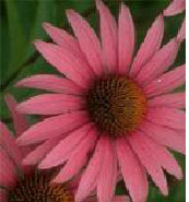 Echinacea Extract