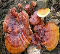 Ganoderma Extract