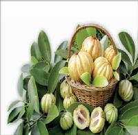 Garcinia Extract