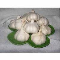 Garlic Chinese Extract