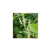 Giant Knotweed Rhizome Extract