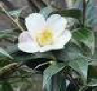 Green Tea extract