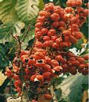 Guarana Extract