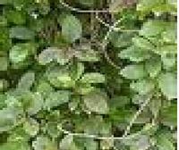 Gymnema sylvestre