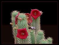 Hoodia Extract