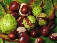 Horse Chestnut Extract