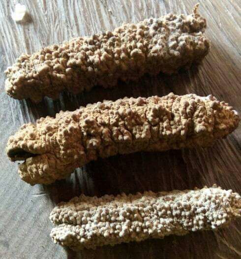 Dried Sea Cucumber
