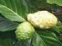 Morinda Citrifolia