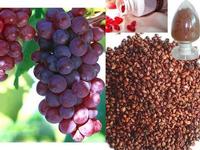 Grape Seed Extract