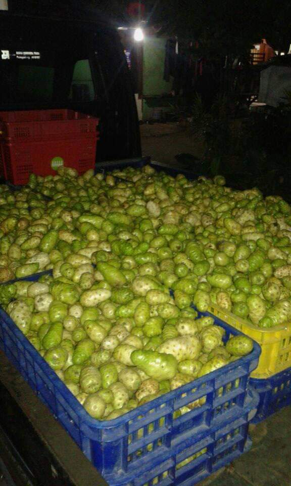 Fresh and Dried Noni