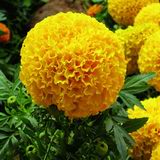 Zeaxanthin 5%