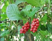 Schisandra Chinensis P. E .
