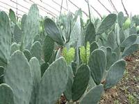 Hoodia Gordonii Powdered Extract 