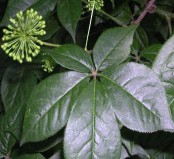 Siberian Gingseng P. E 