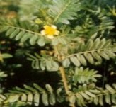 Tribulus Terrestris Powder Extract 