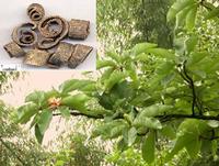 Magnolia officinalis P.E.