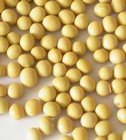  Soybean P. E. 