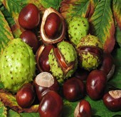  Horse Chest Nut P.E. 