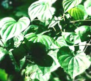  Wild Yam P.E. 